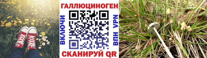Псилоцибиновые грибы мицелий Змеиногорск